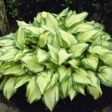 Hosta fortuna albopicta: opis, fotografije, recenzije